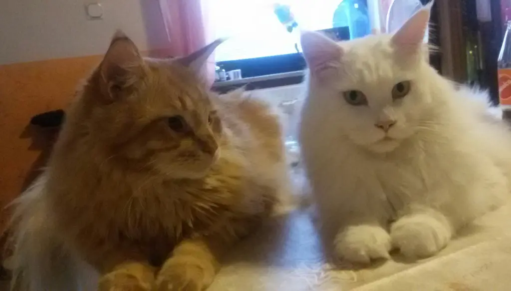 Andachtsbild von Papa