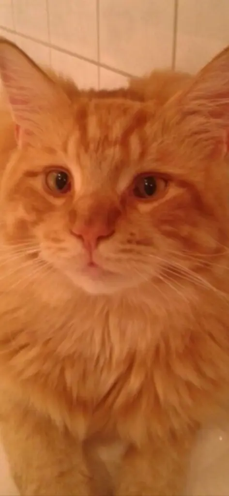 Andachtsbild von Papa und Mama