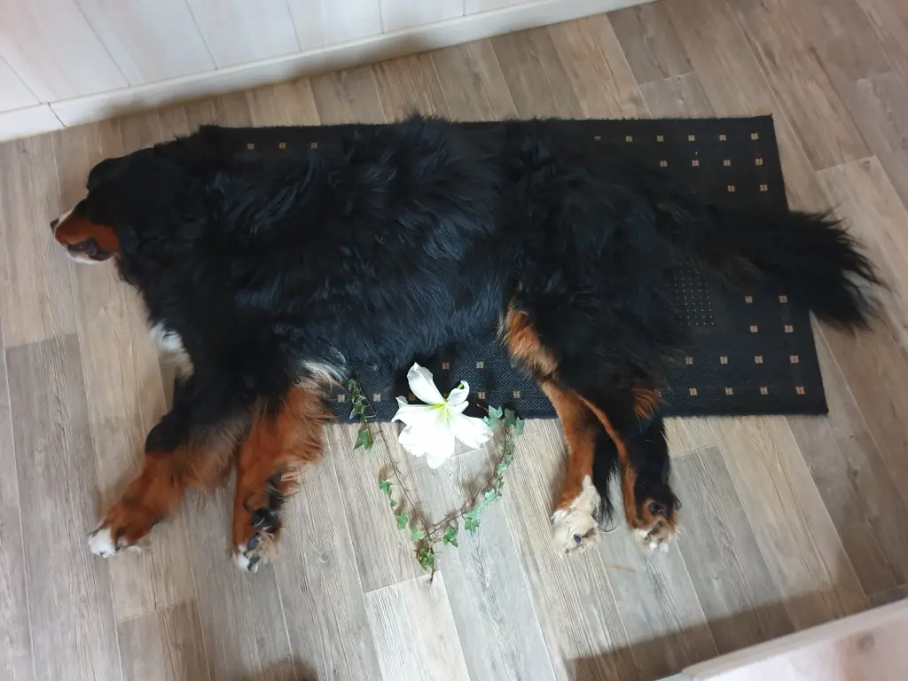 Condolence image of Unbekannt