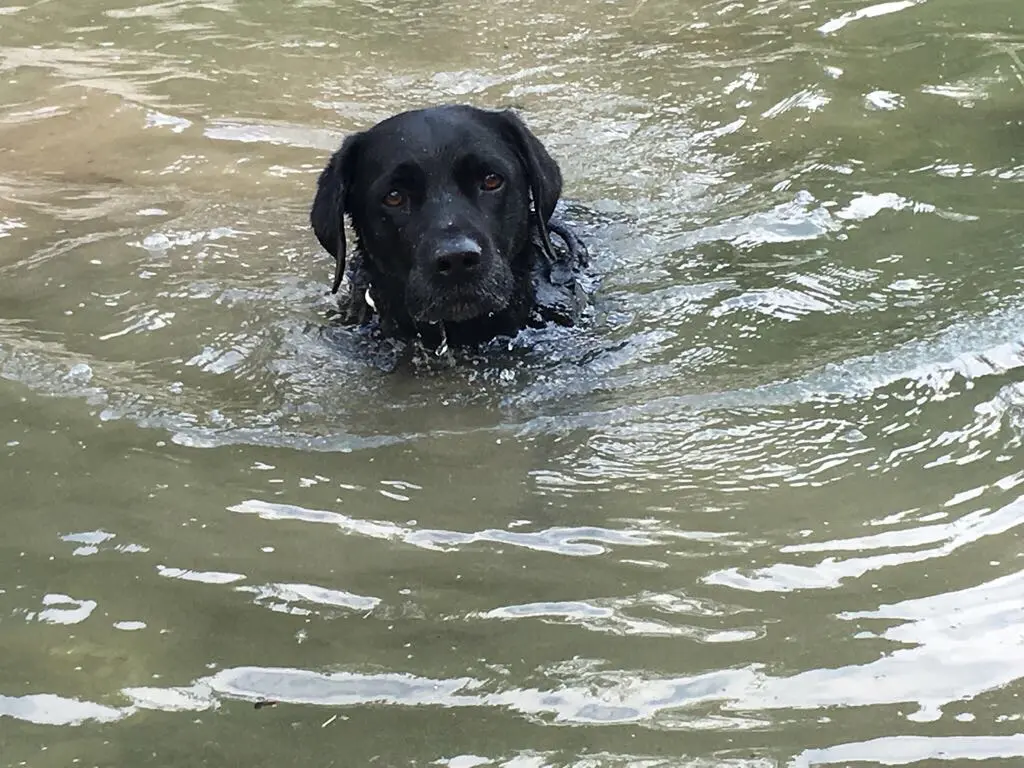 Condolence image of Heidi mit Buddy tief im Herzen