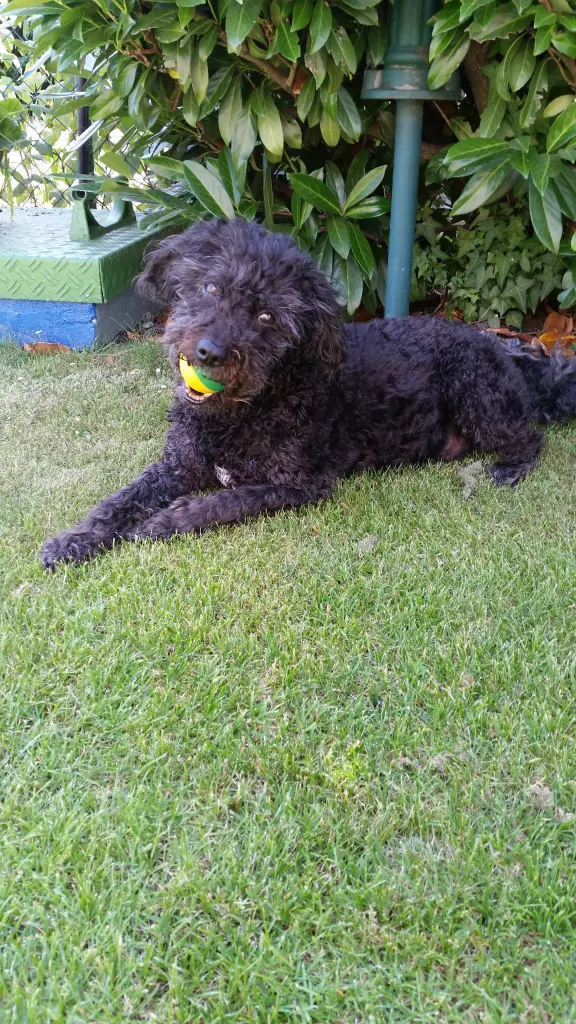 Image from Buddy