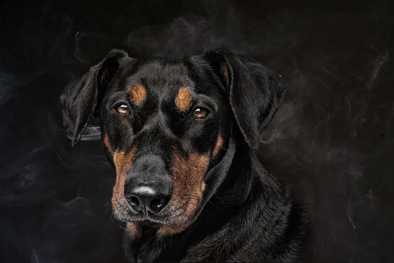 Condolence image of Brisco Pinscher