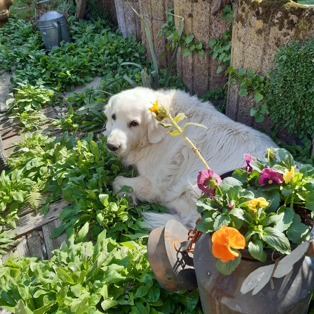 Image from Bobo