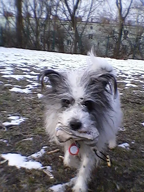 Image from Pünktchen