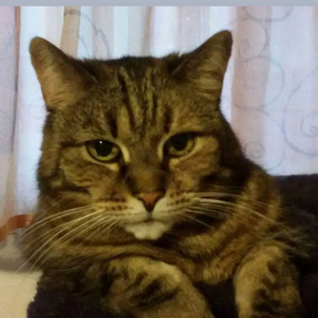 Image from Tigger