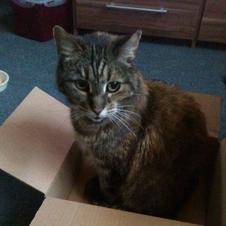 Image from Tigger
