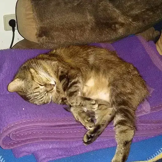 Image from Tigger