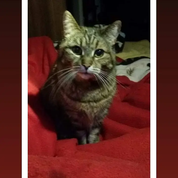 Image from Tigger