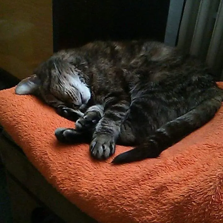 Image from Tigger