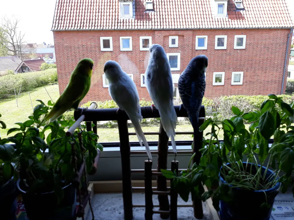 Image from Fine