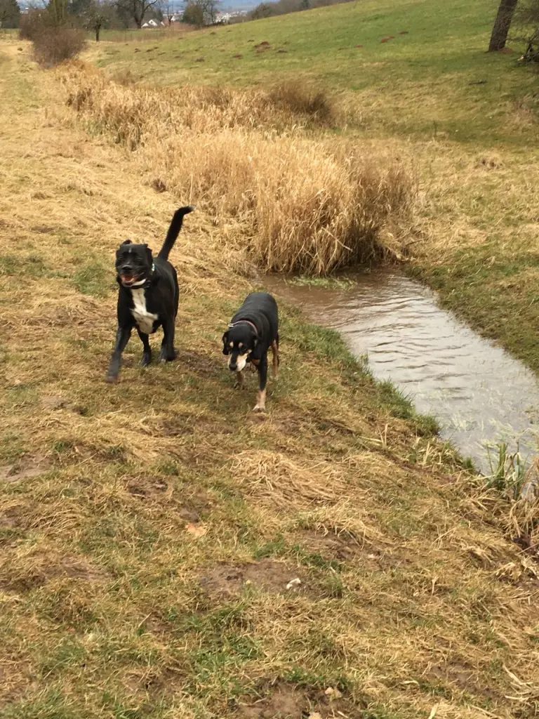 Image from Oskar