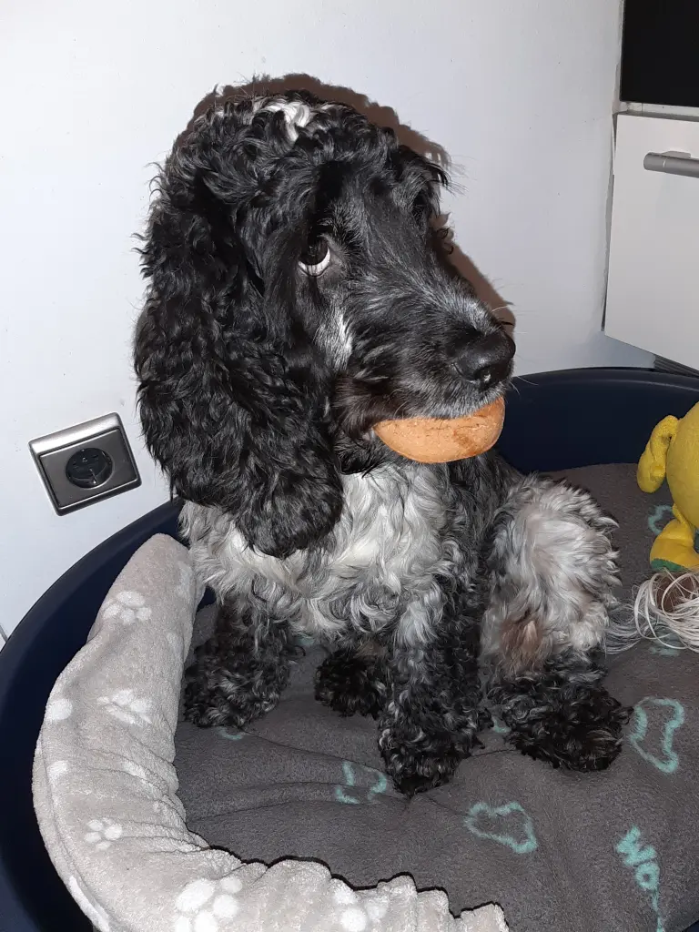 Image from Alfie