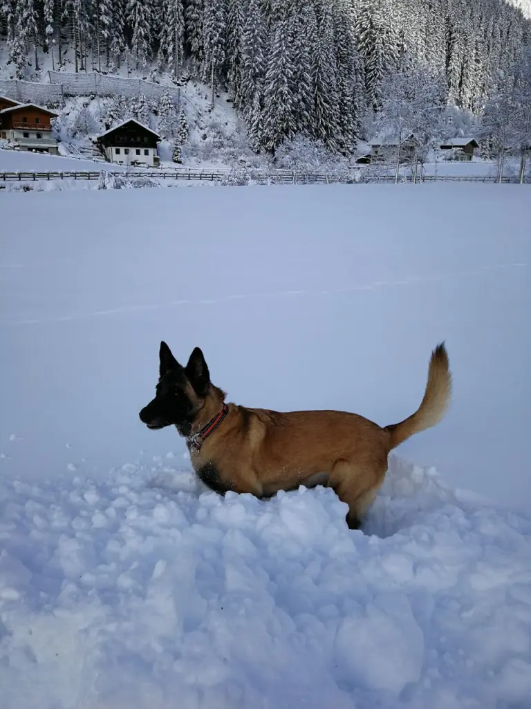 Image from Fortuna