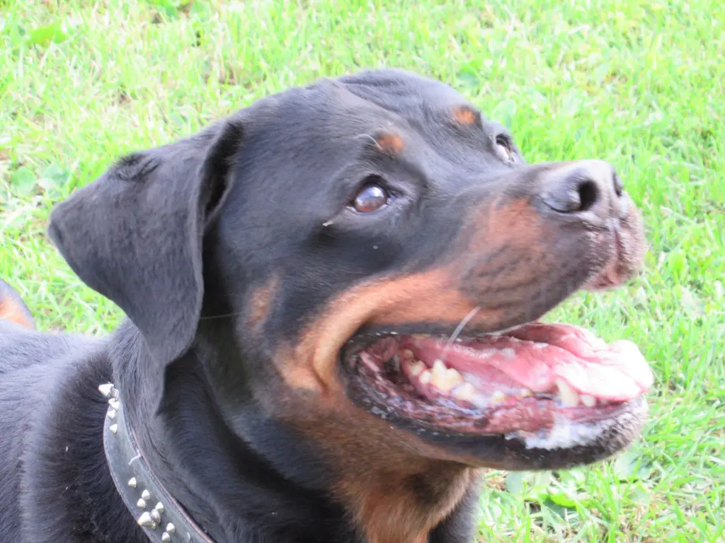 Image from Tyson