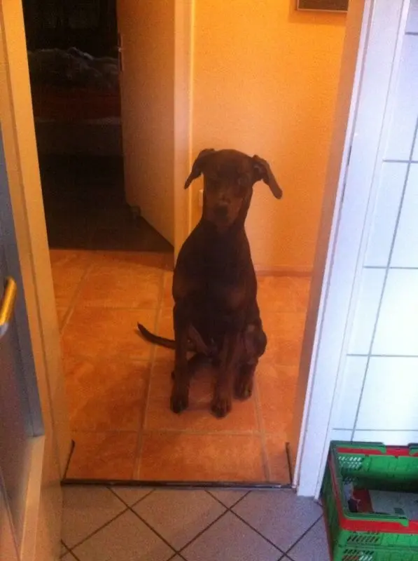 Condolence image of Olaf