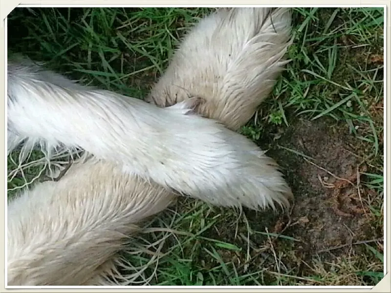 Condolence image of Elvi