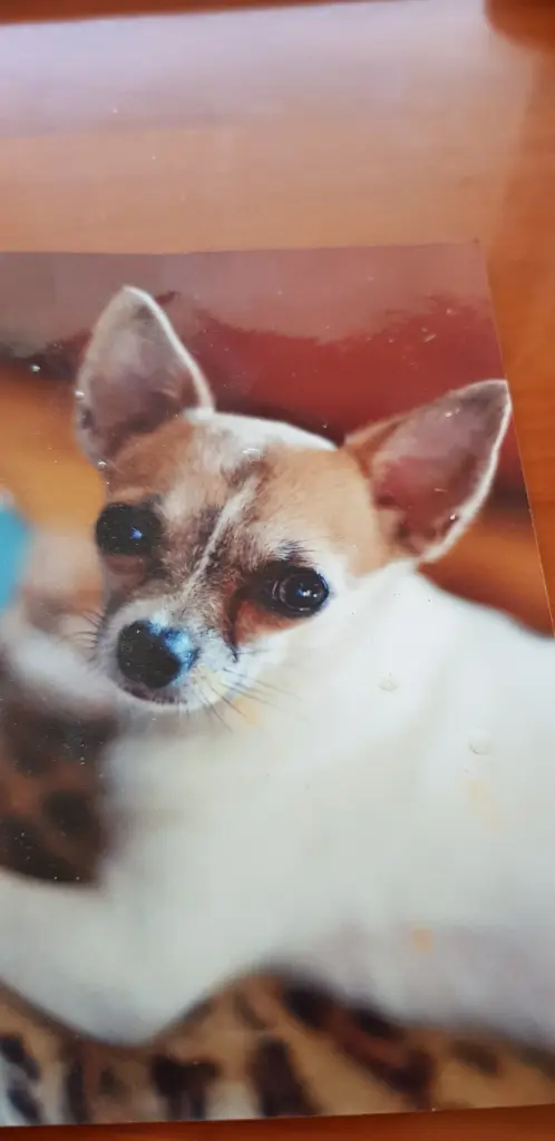 Image from Trixi