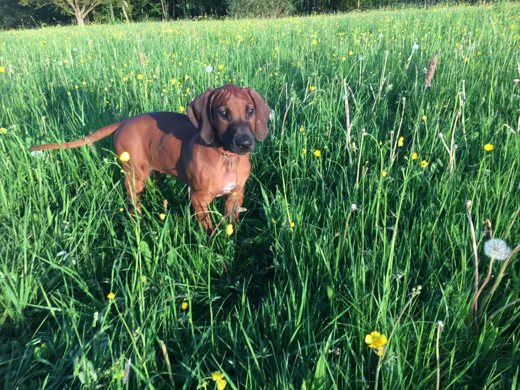 Bild von Dante