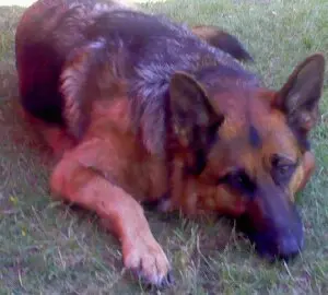 Condolence image of Sandra