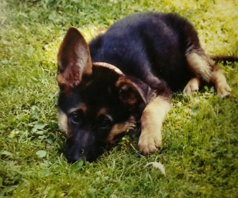 Condolence image of Sandra