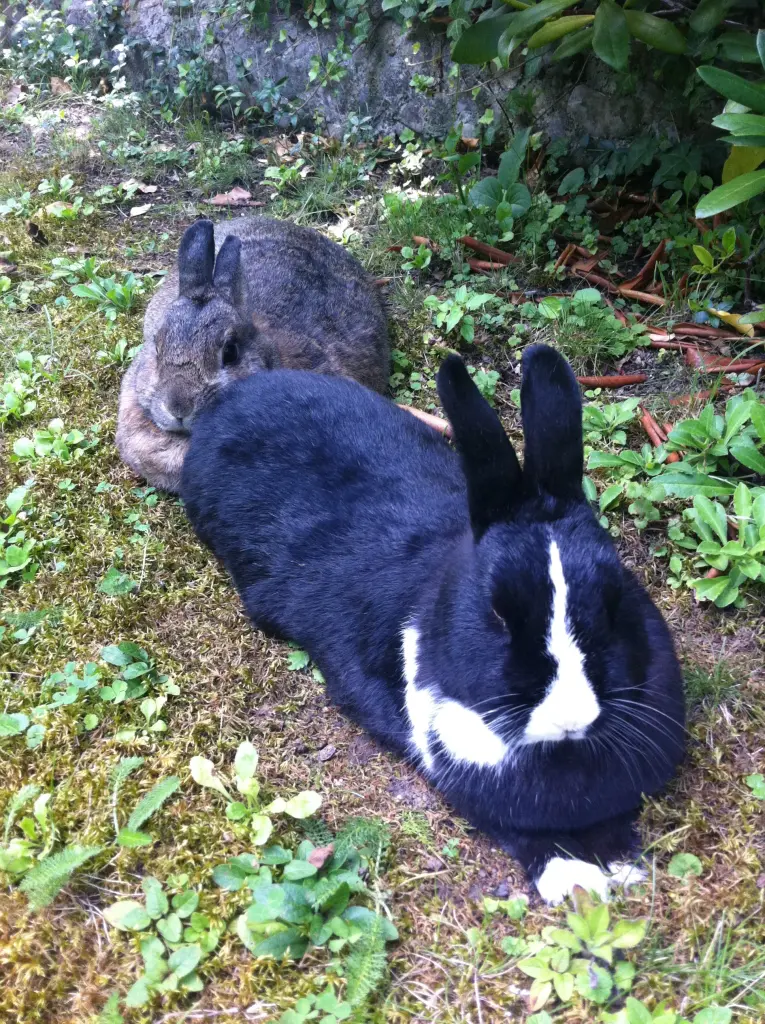 Andachtsbild von Rosen für Minna 