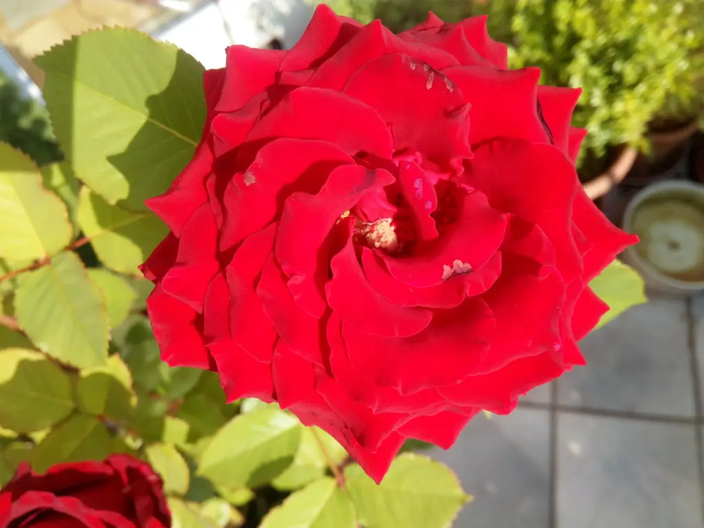 Andachtsbild von Post von Balou