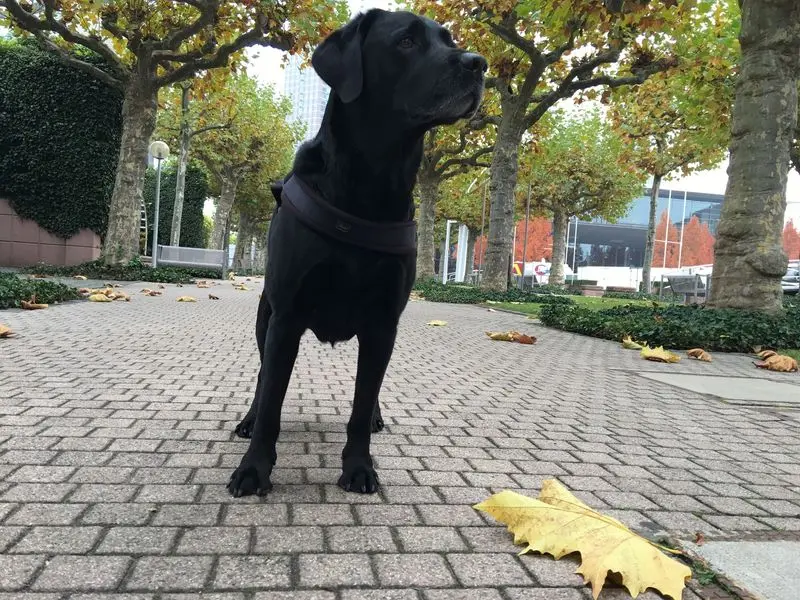 Condolence image of Heidi mit Buddy tief im Herzen