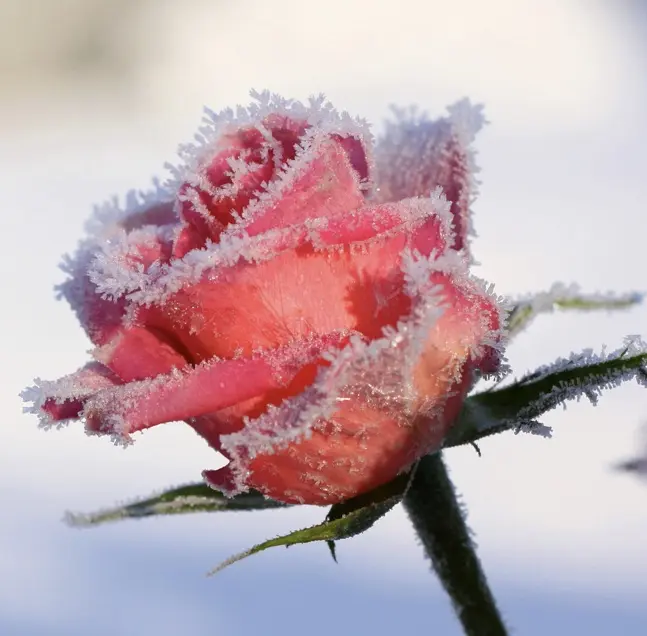 Condolence image of Steffi