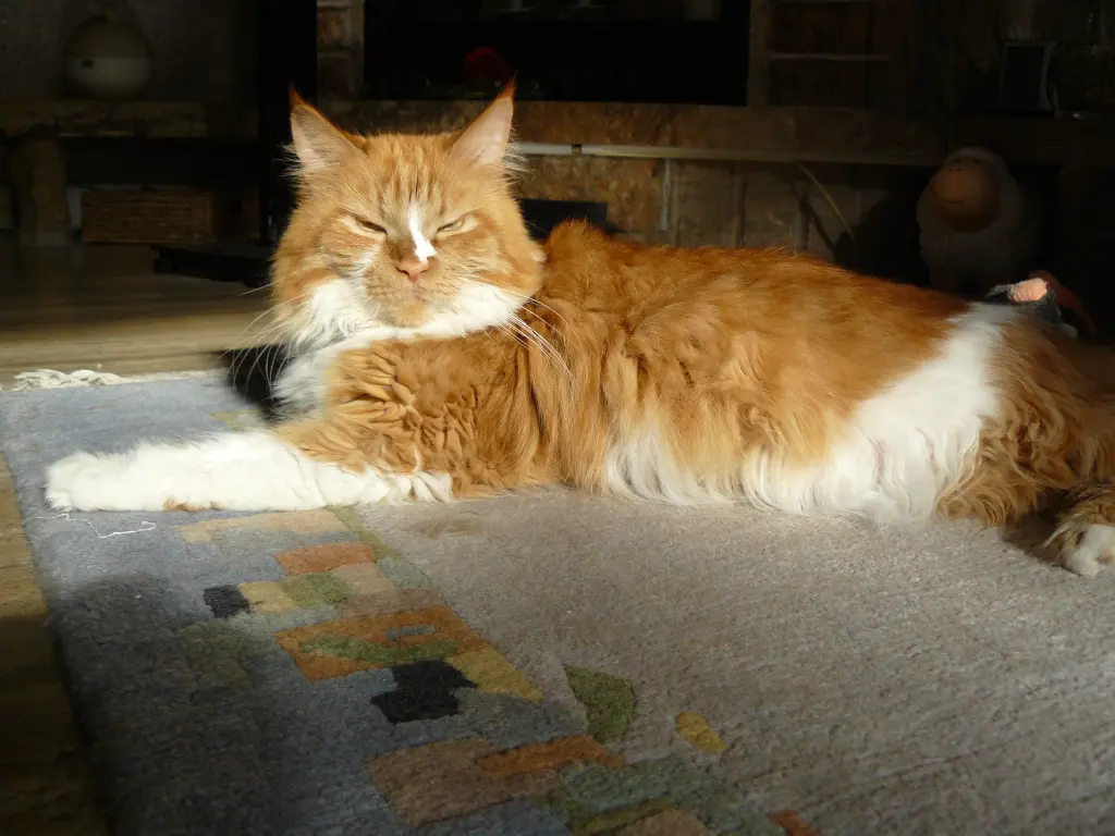 Condolence image of Uschi