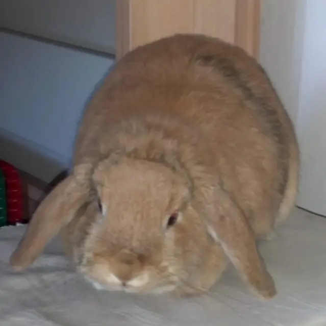 Condolence image of Mia