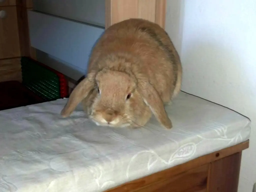 Condolence image of Mia