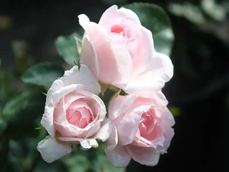 Condolence image of Claudia Geosits