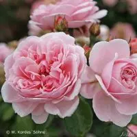 Condolence image of Ulla Cinderella im Herzen 