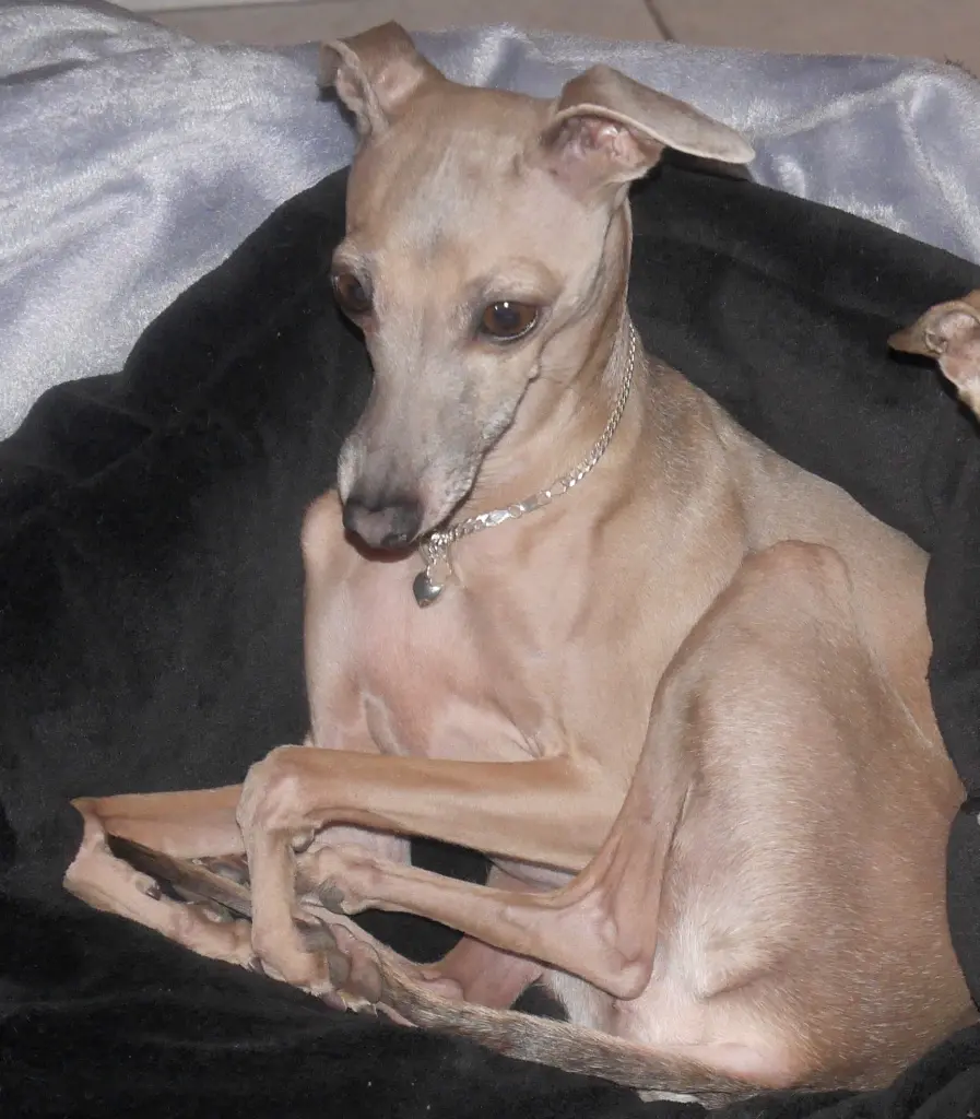 Condolence image of Ulla mit Cinderellchen im Herzen
