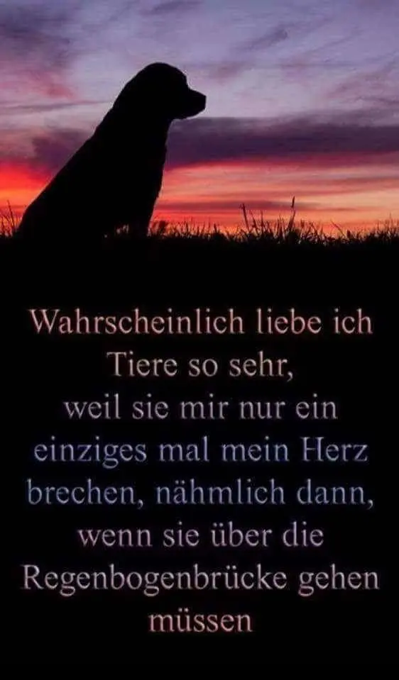 Condolence image of Verena mit Olli tief im Herzen ♥️ 29.06.2019✨✨✨