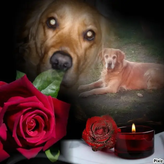 Condolence image of ❤️❤️❤️