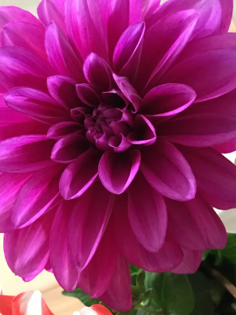 Condolence image of Eine Rose für Lina