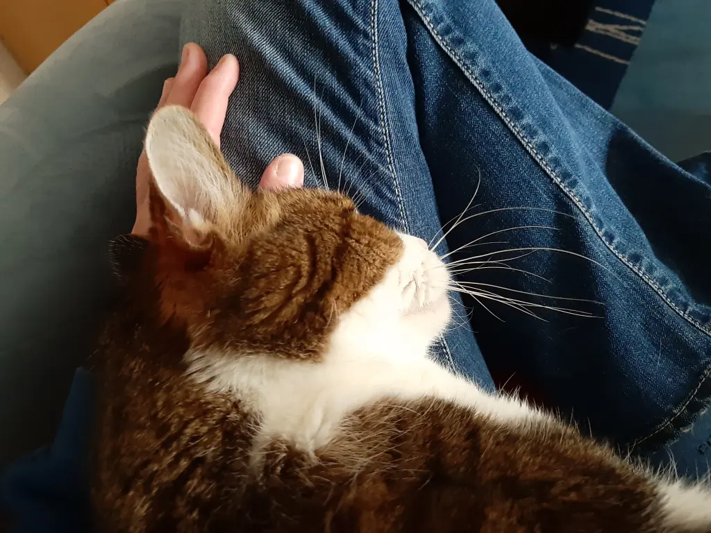 Condolence image of Tanja mit Timmy im Herzen