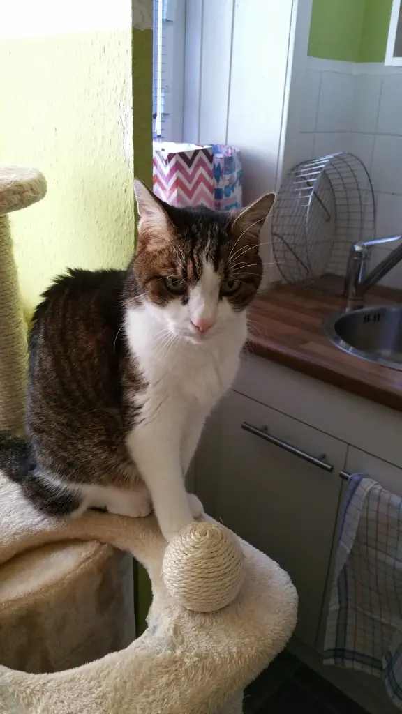 Condolence image of Tanja mit Timmy im Herzen