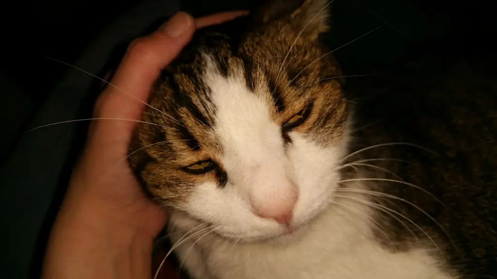 Condolence image of Tanja mit Timmy im Herzen