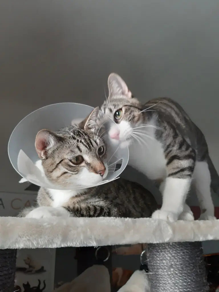 Condolence image of Tanja mit Timmy im Herzen