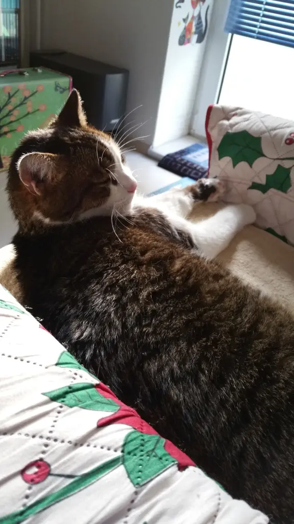Condolence image of Tanja mit Timmy im Herzen