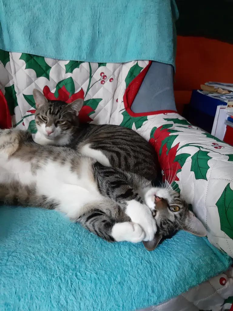Condolence image of Tanja mit Timmy im Herzen