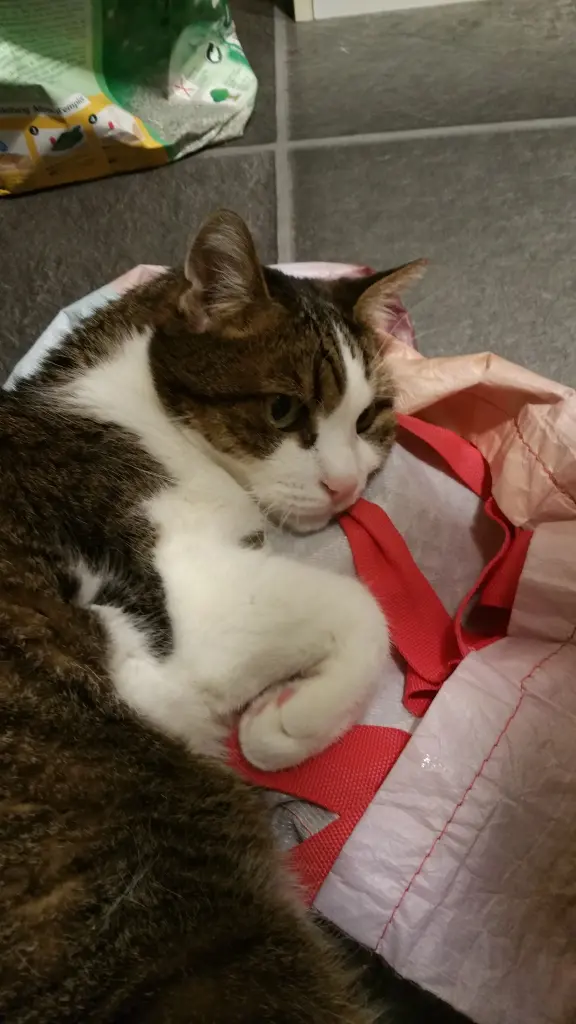 Condolence image of Tanja mit Timmy im Herzen
