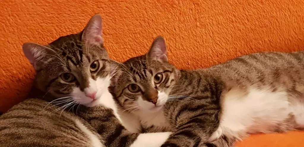 Condolence image of Tanja mit Timmy im Herzen