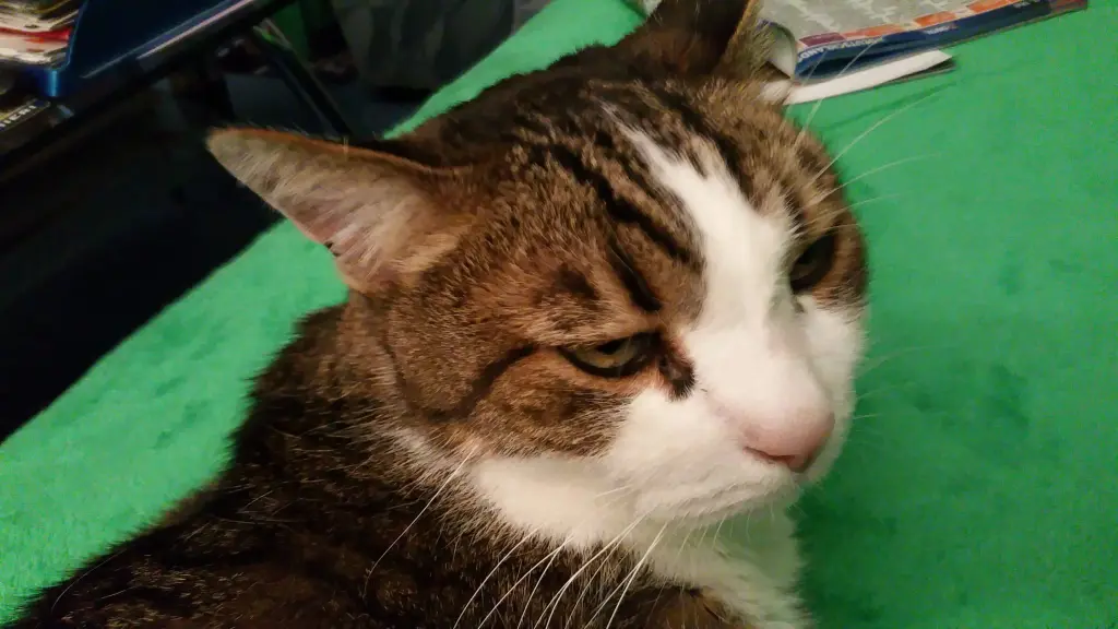 Condolence image of Tanja mit Timmy im Herzen