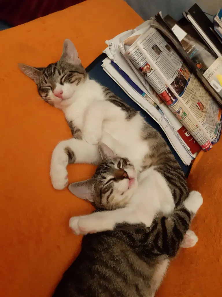 Condolence image of Tanja mit Timmy im Herzen