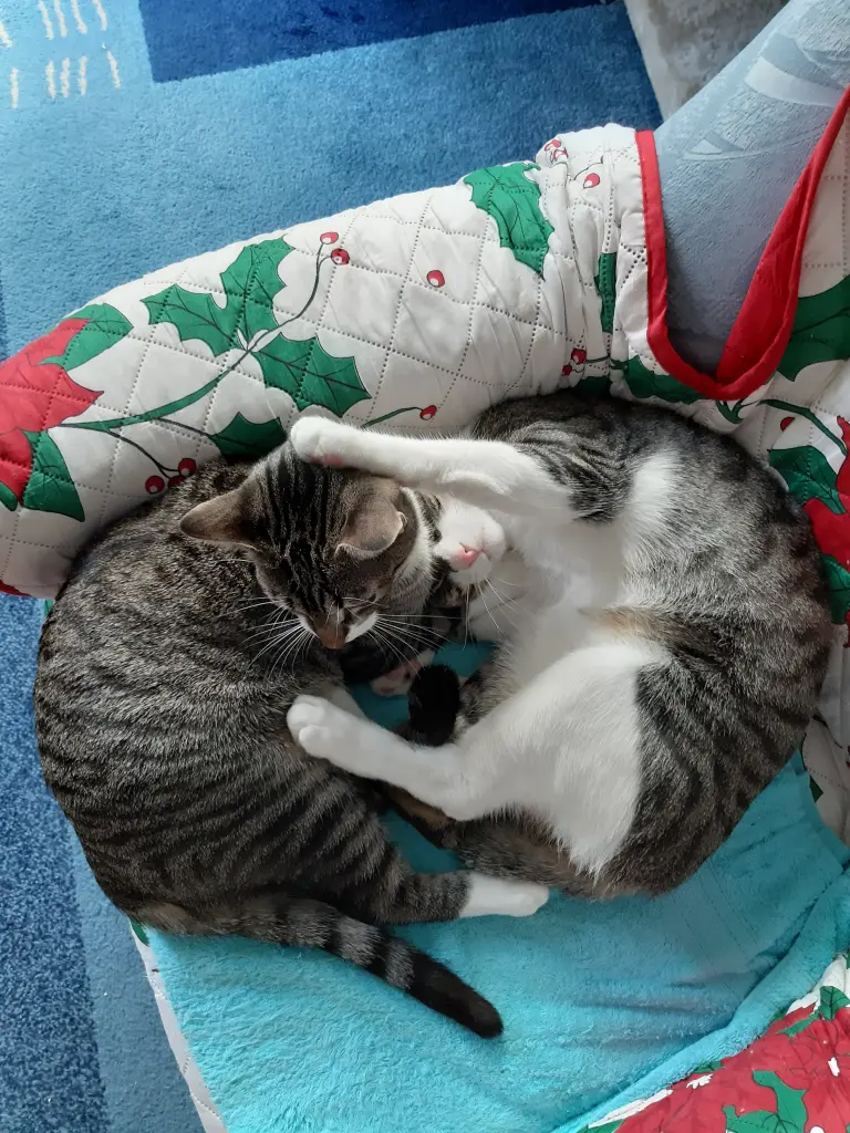 Condolence image of Tanja mit Timmy im Herzen