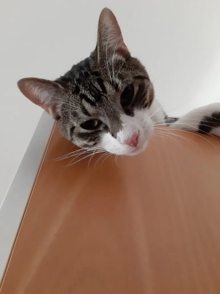 Condolence image of Tanja mit Timmy im Herzen 