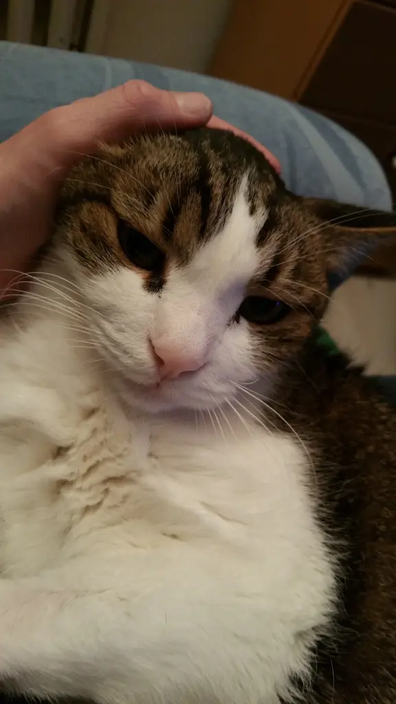 Condolence image of Tanja mit Timmy im Herzen 